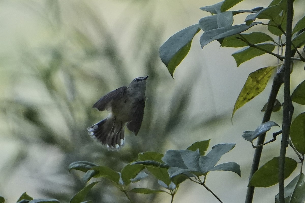 Brown Gerygone - ML631469538