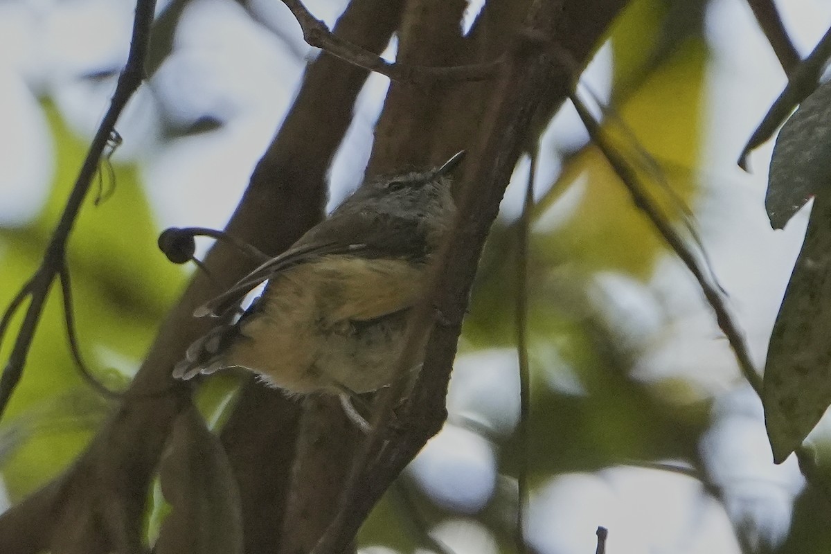 Brown Gerygone - ML631469539