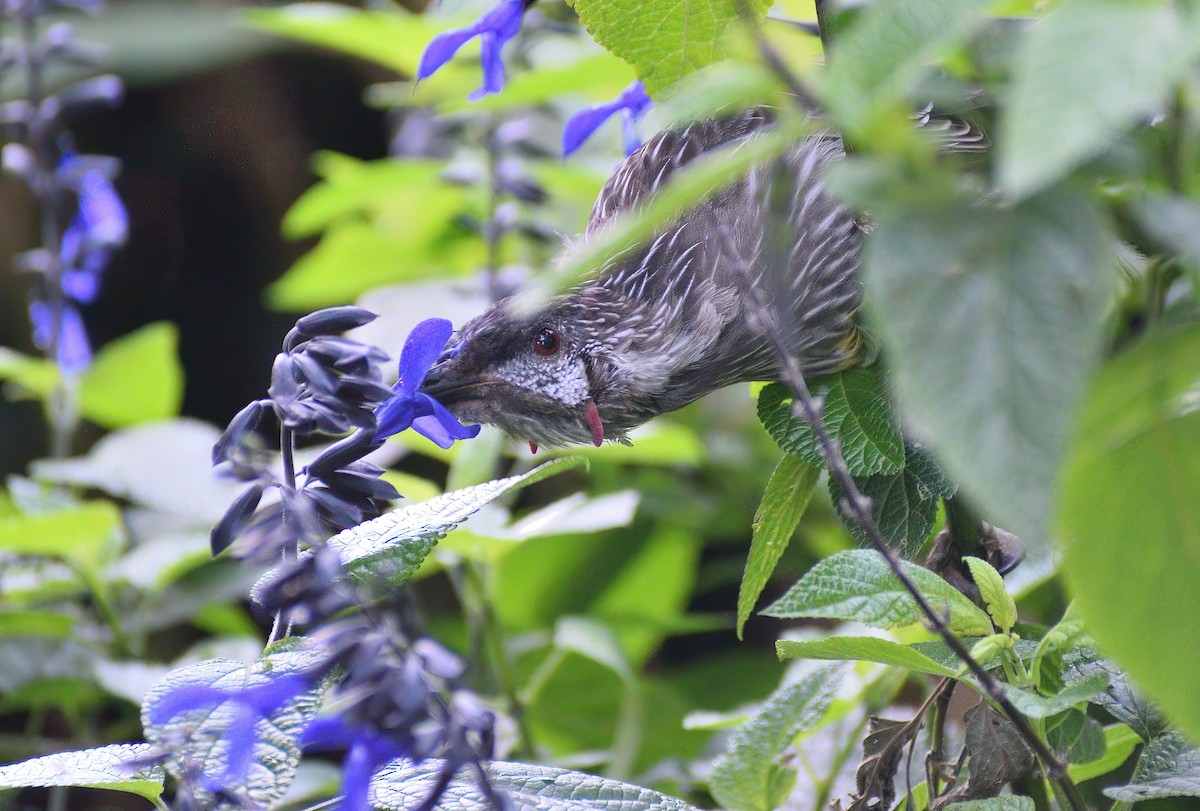 Red Wattlebird - ML631469622