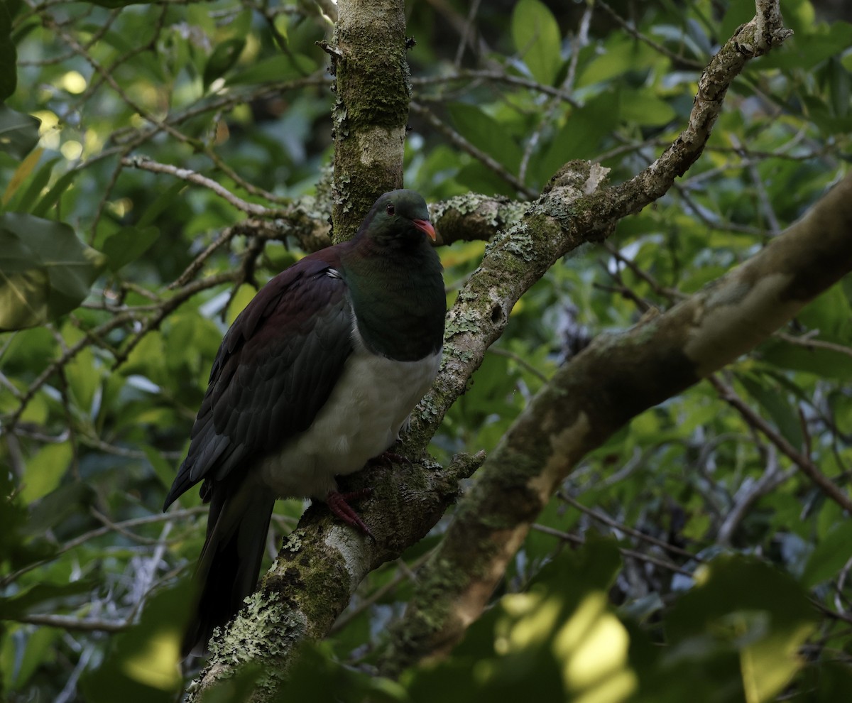 New Zealand Pigeon - ML631469626