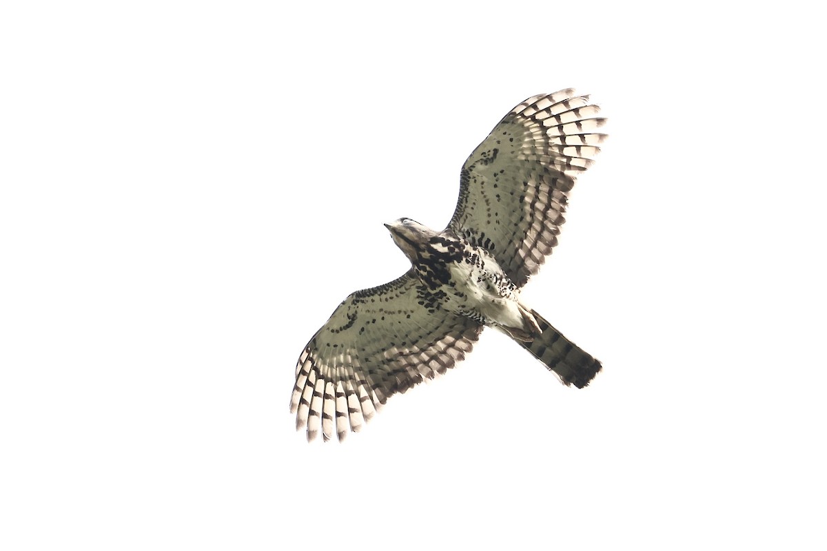 Congo Snake-Eagle - ML631469666
