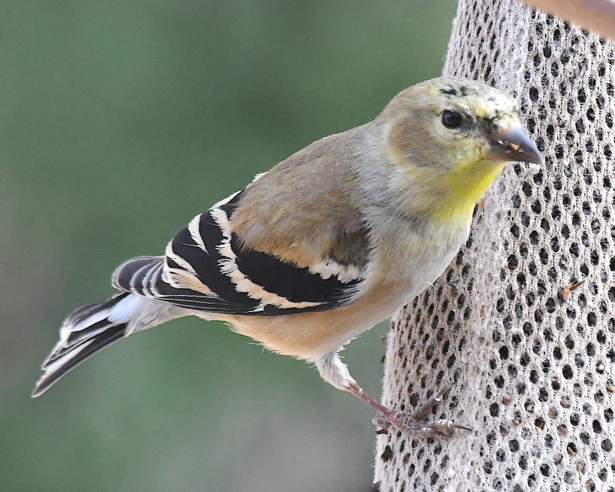 gulstillits - ML631469714