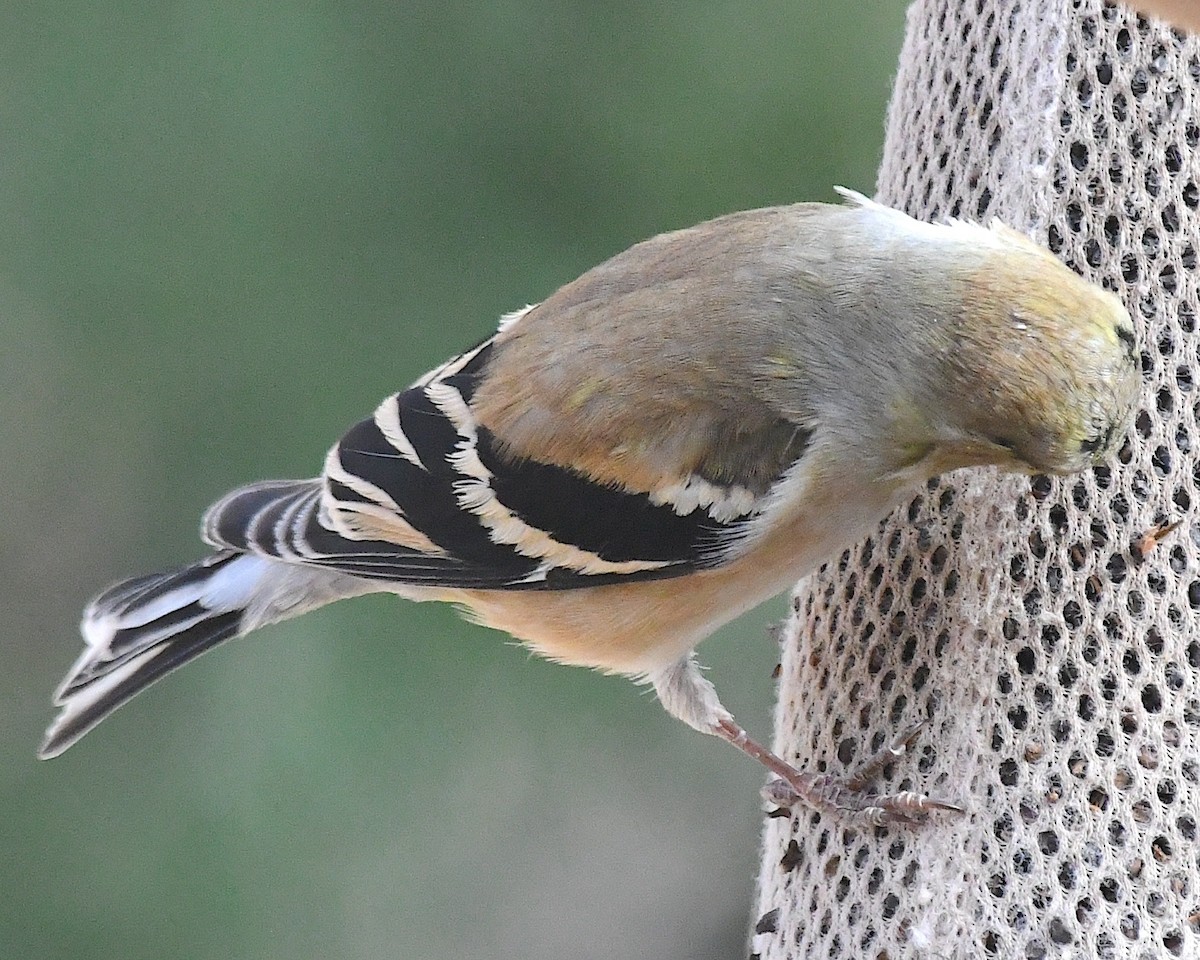 gulstillits - ML631469747