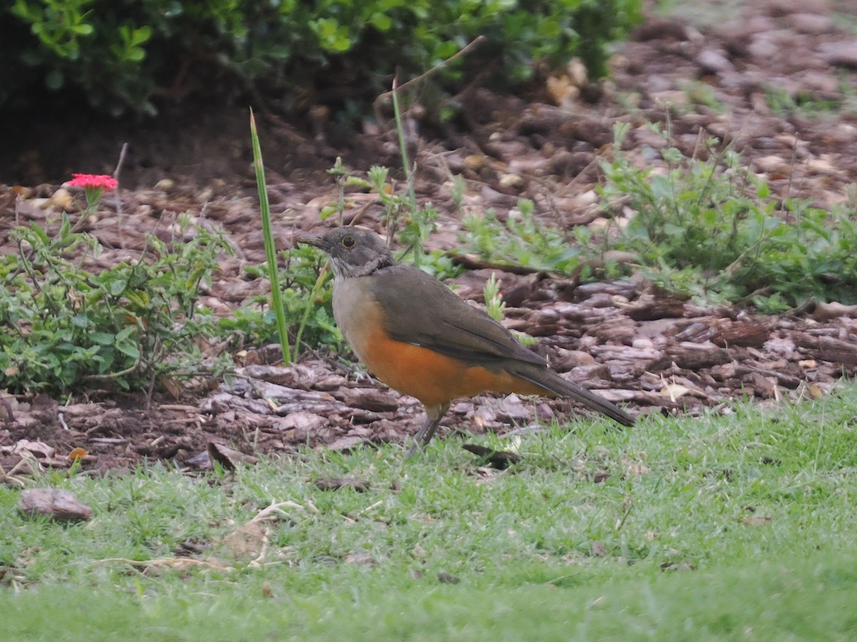 Rufous-bellied Thrush - ML631469759