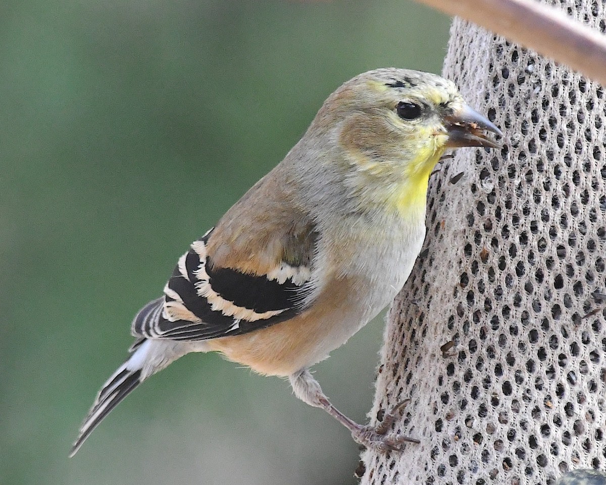 gulstillits - ML631469805