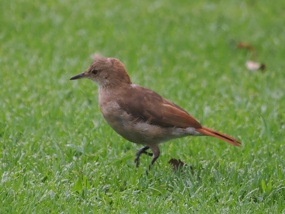 Rufous Hornero - ML631469847