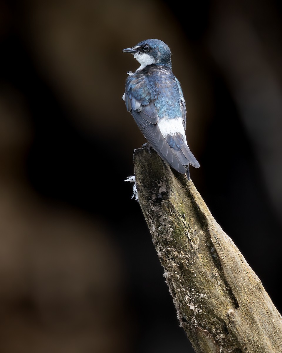 Mangrove Swallow - ML631470049