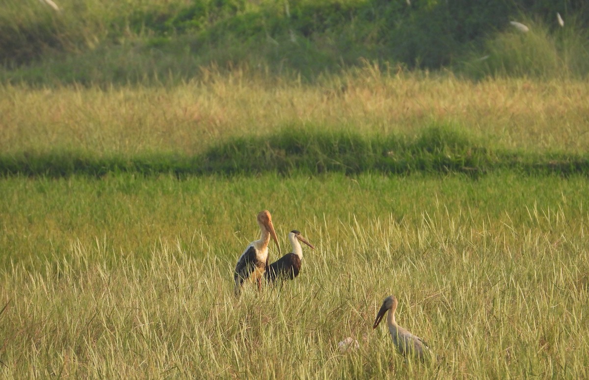 Asian Openbill - ML631470084