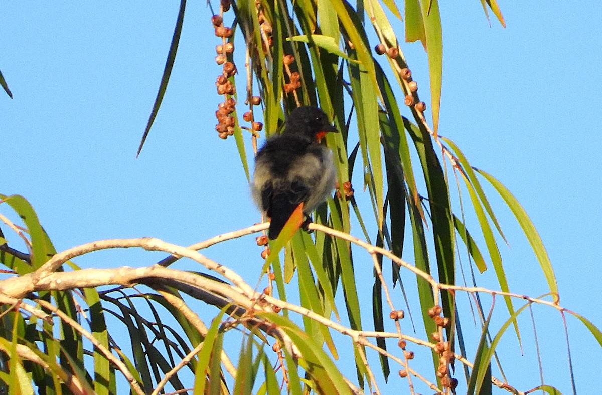 Mistletoebird - ML631470085