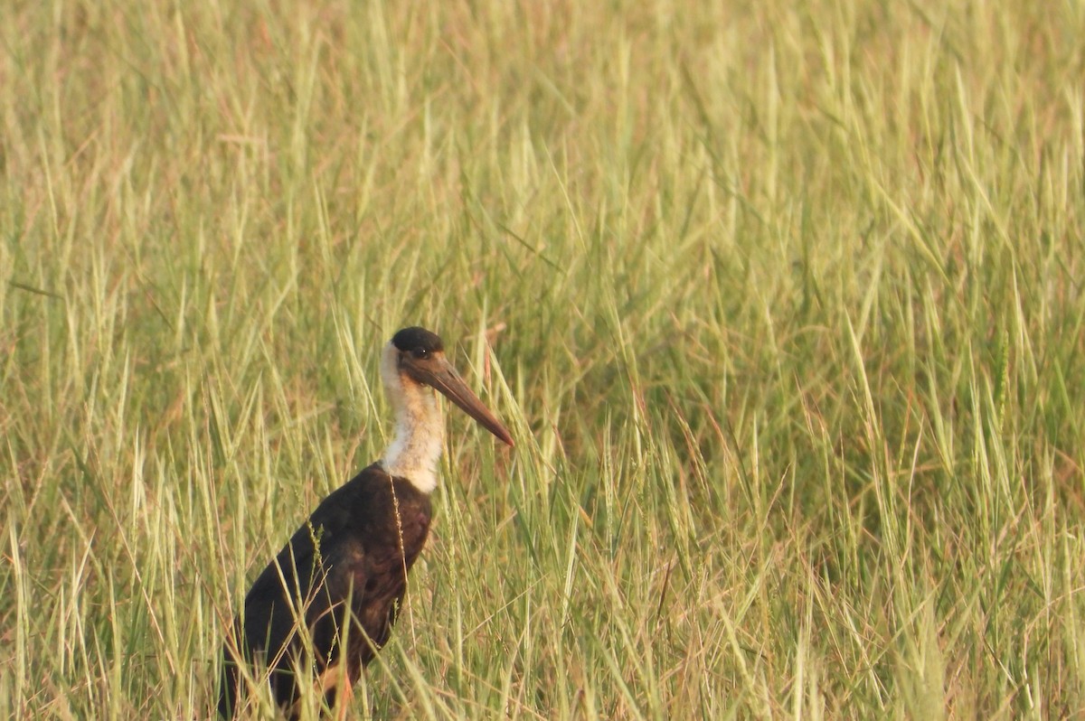 Asian Woolly-necked Stork - ML631470159