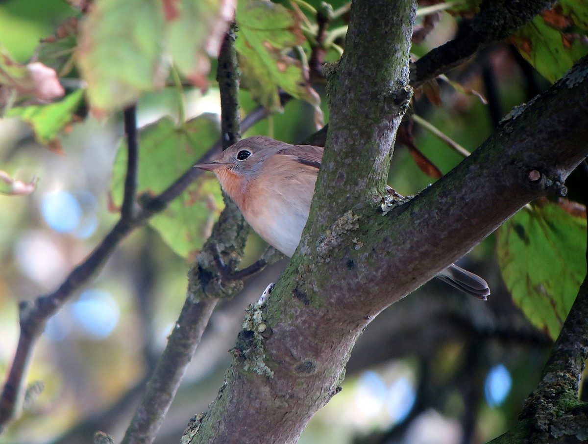 Euli-txori papargorria - ML631470186