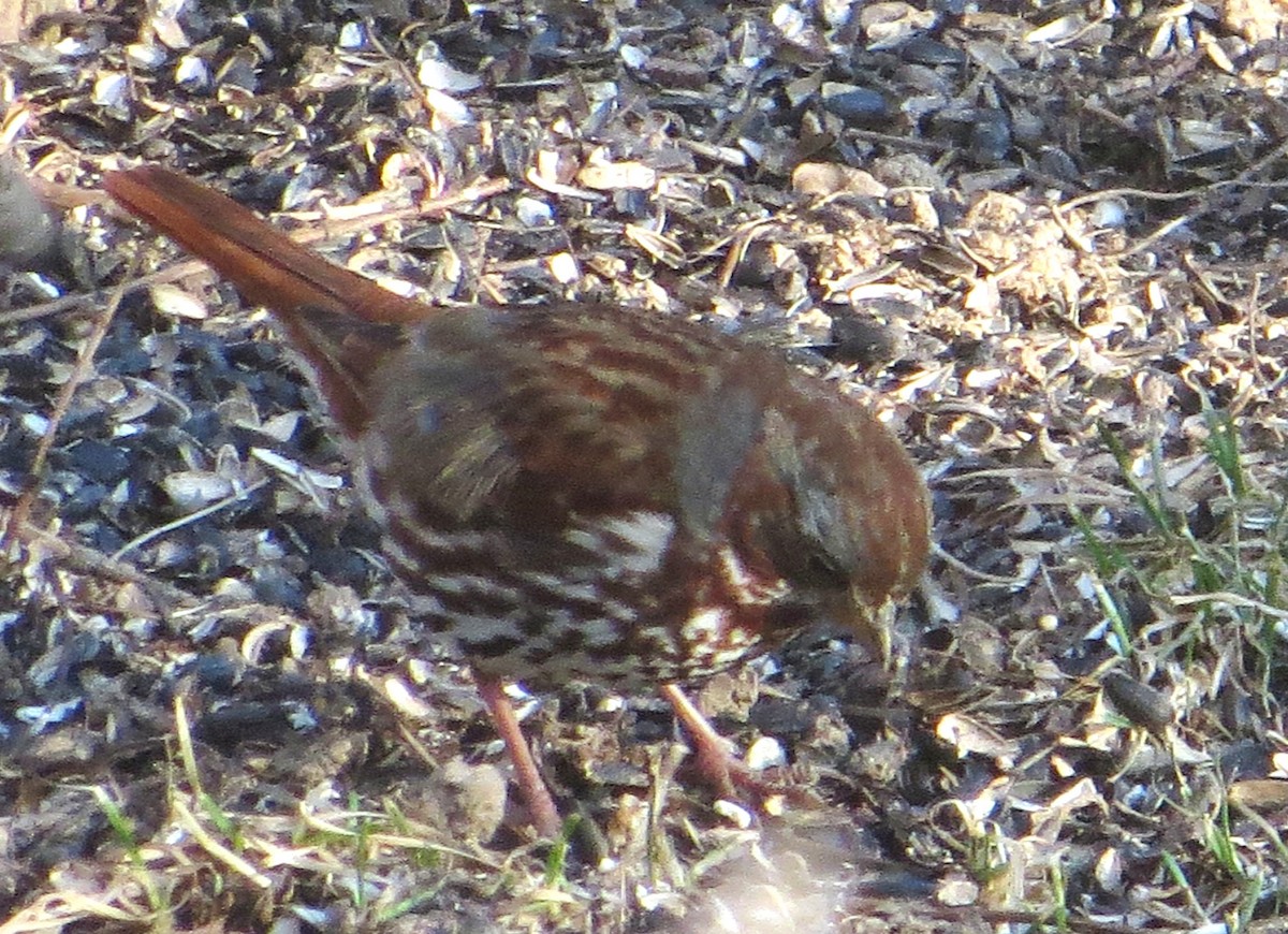 Fox Sparrow - ML631470262