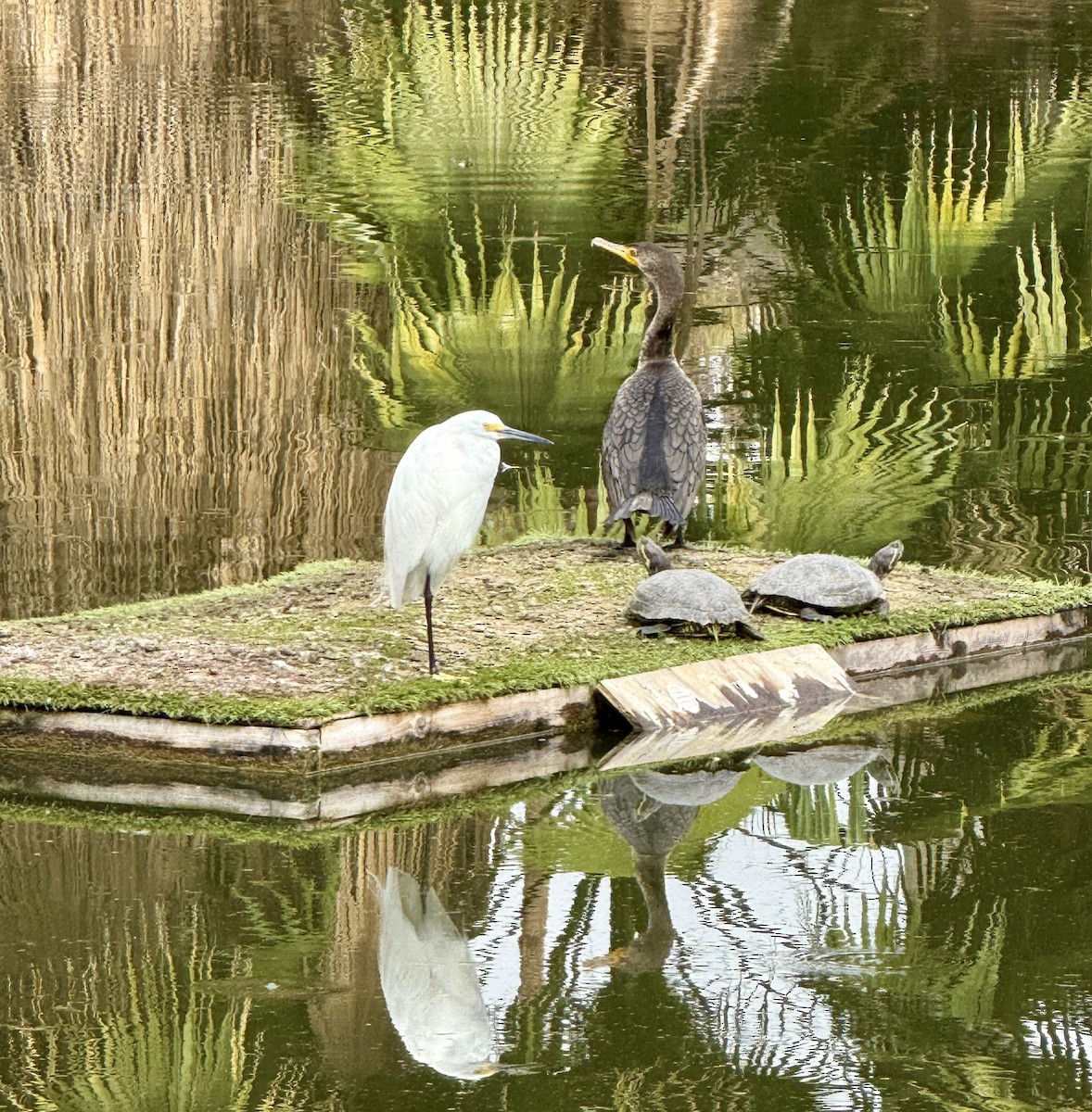Double-crested Cormorant - ML631470263