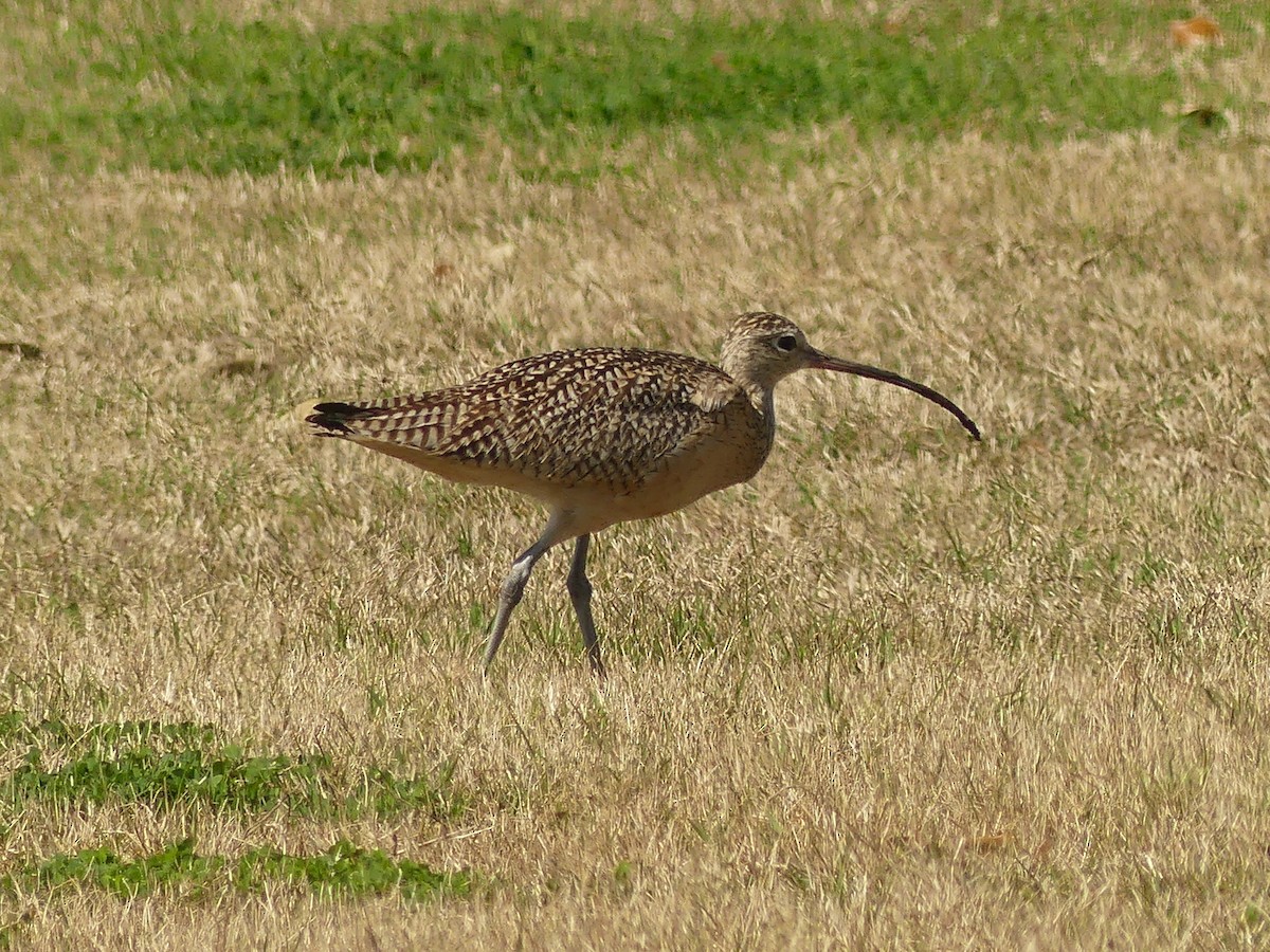 Long-billed Curlew - ML631470271