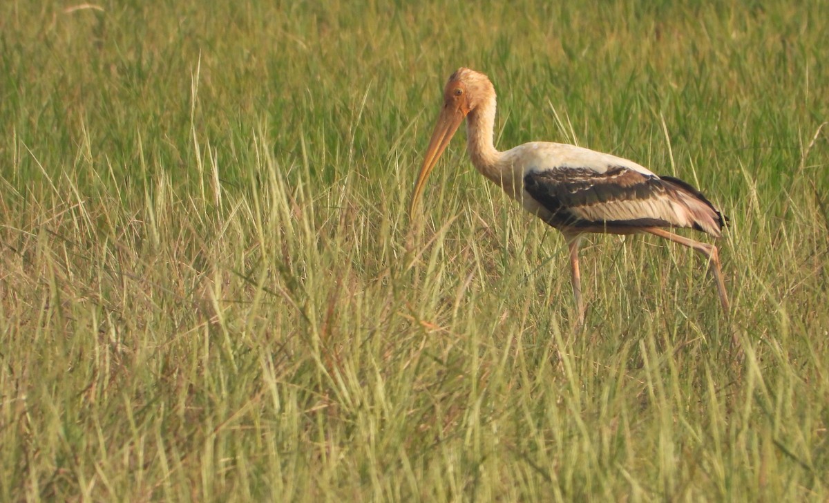 Painted Stork - ML631470309