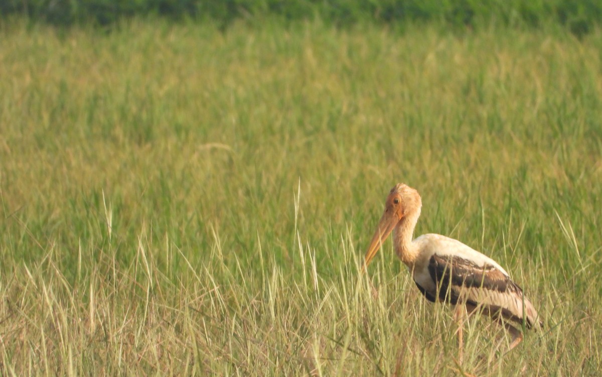 Painted Stork - ML631470311