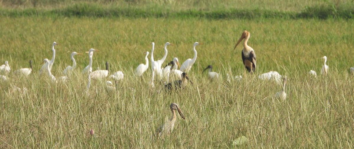 Black-headed Ibis - ML631470671