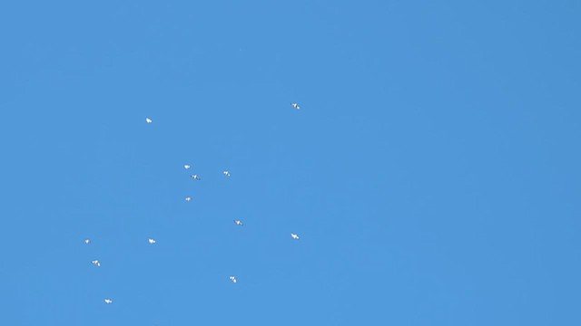 Ring-billed Gull - ML631470691