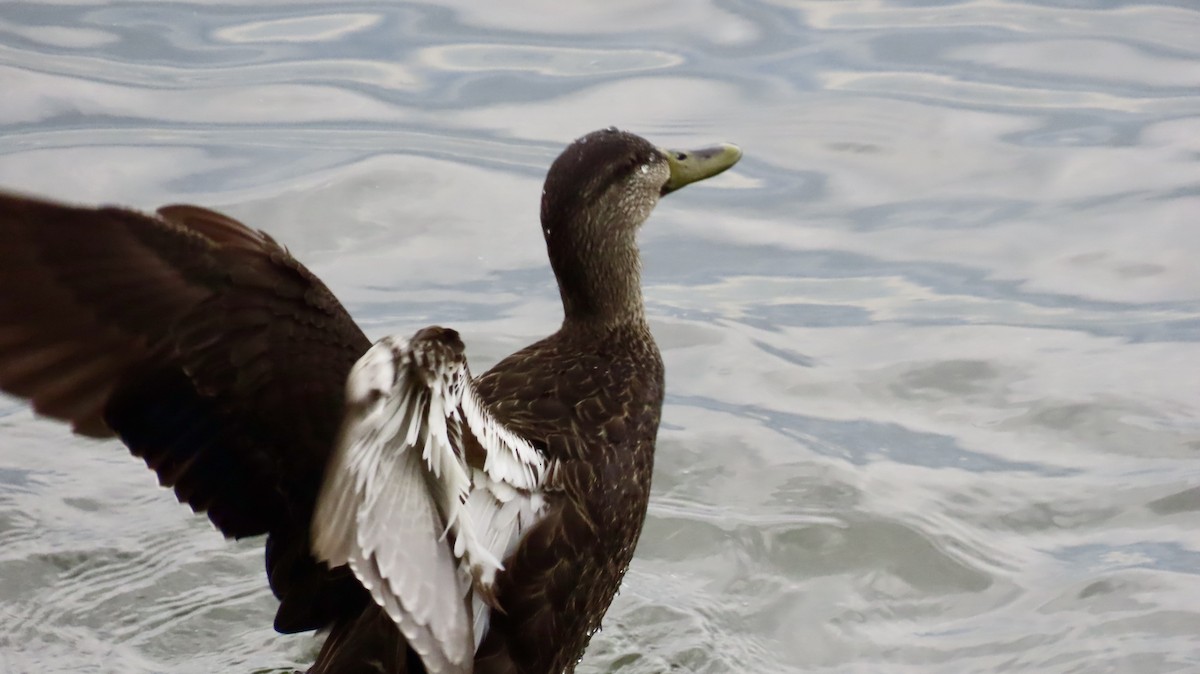 American Black Duck - ML631470711