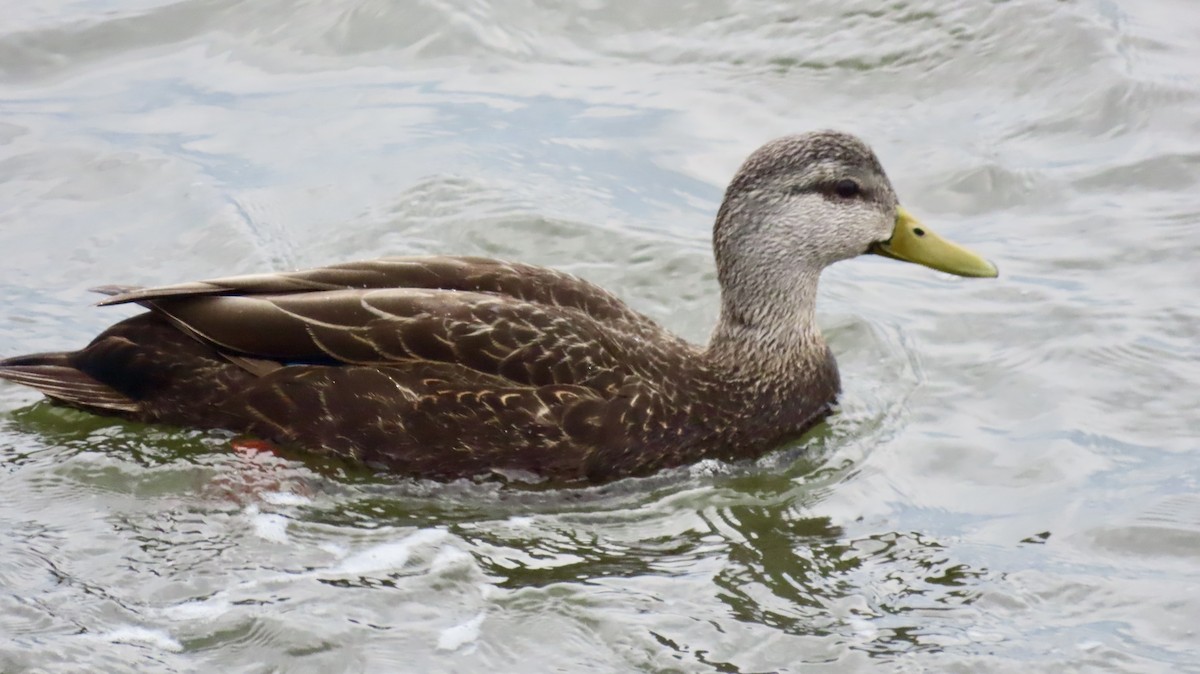 American Black Duck - ML631470726