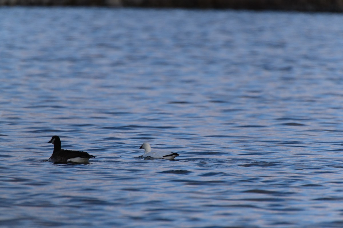 Ross's Goose - ML631470736