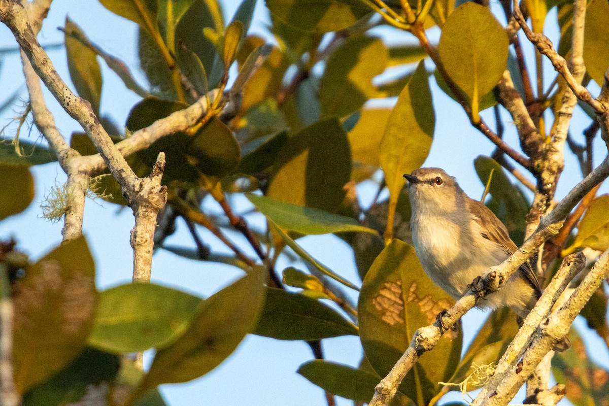 Mangrove Gerygone - ML631470772