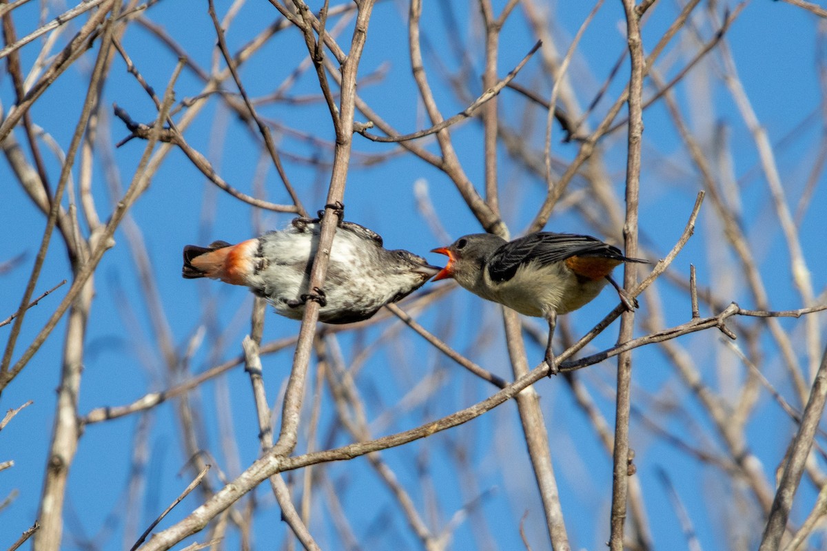 Mistletoebird - ML631470828