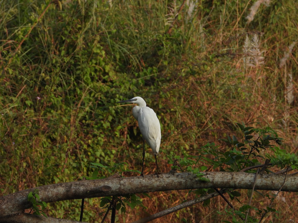 Little Egret - ML631470836