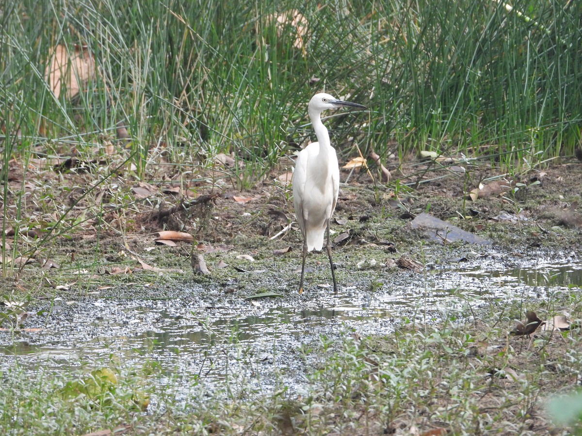 Little Egret - ML631470837