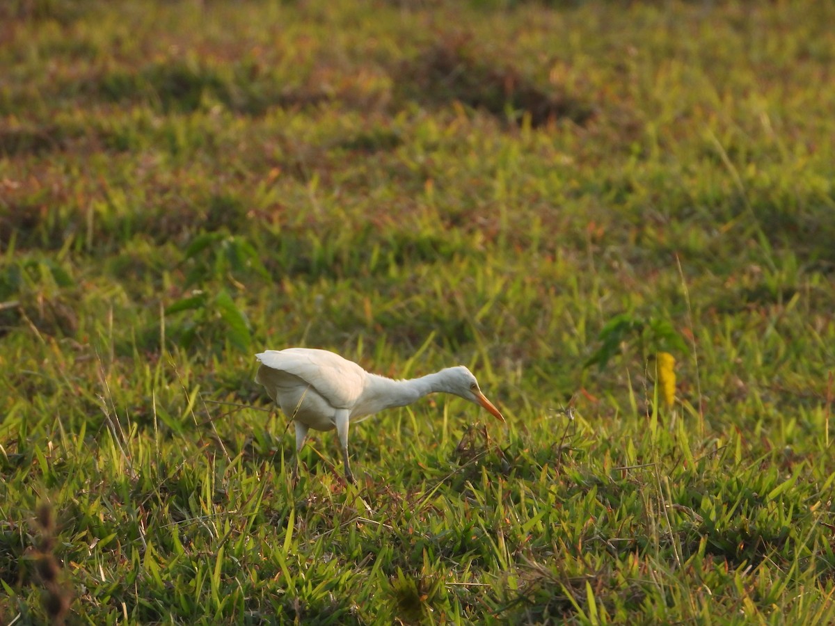 Eastern Cattle-Egret - ML631470885
