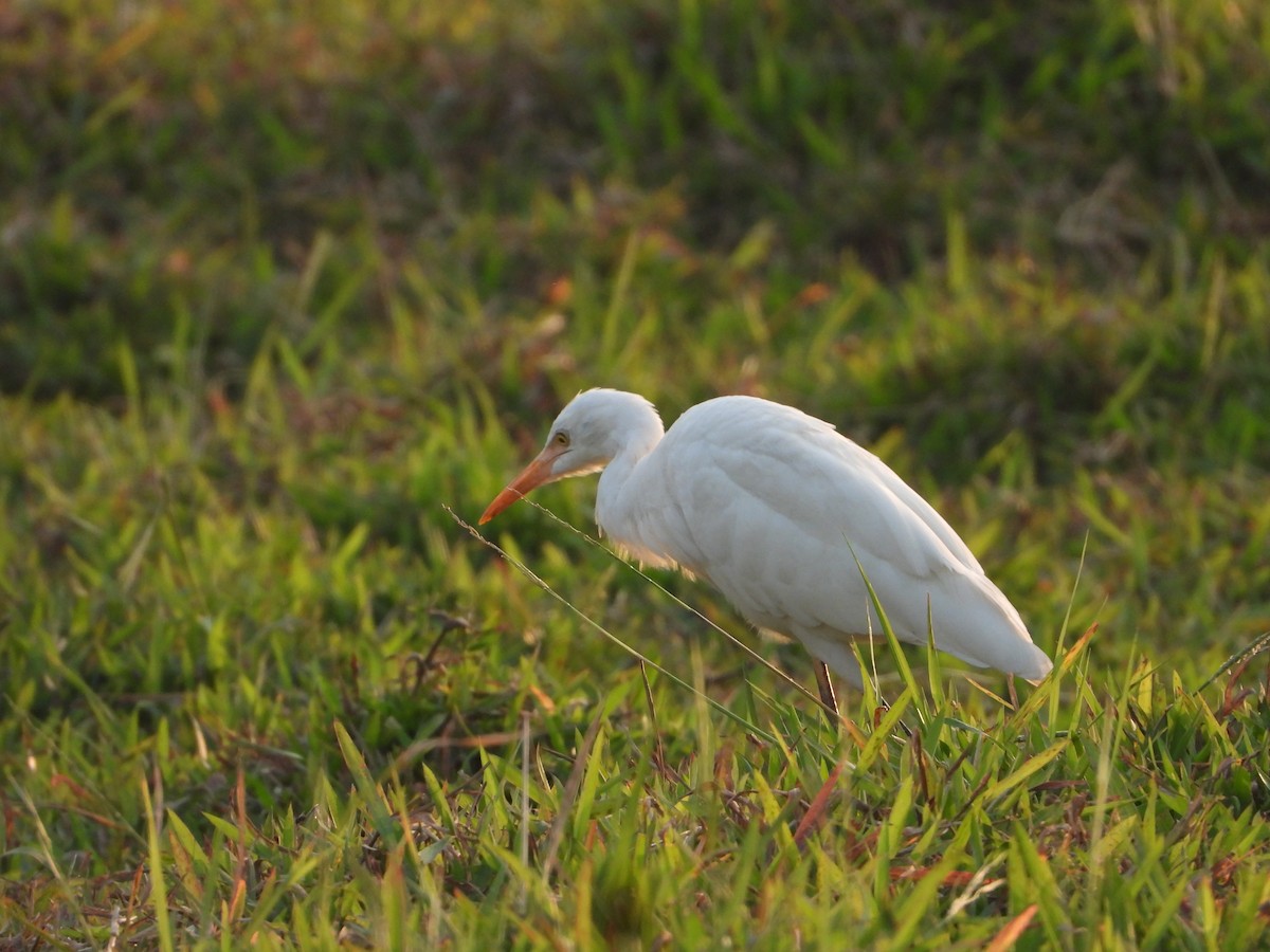 Eastern Cattle-Egret - ML631470886
