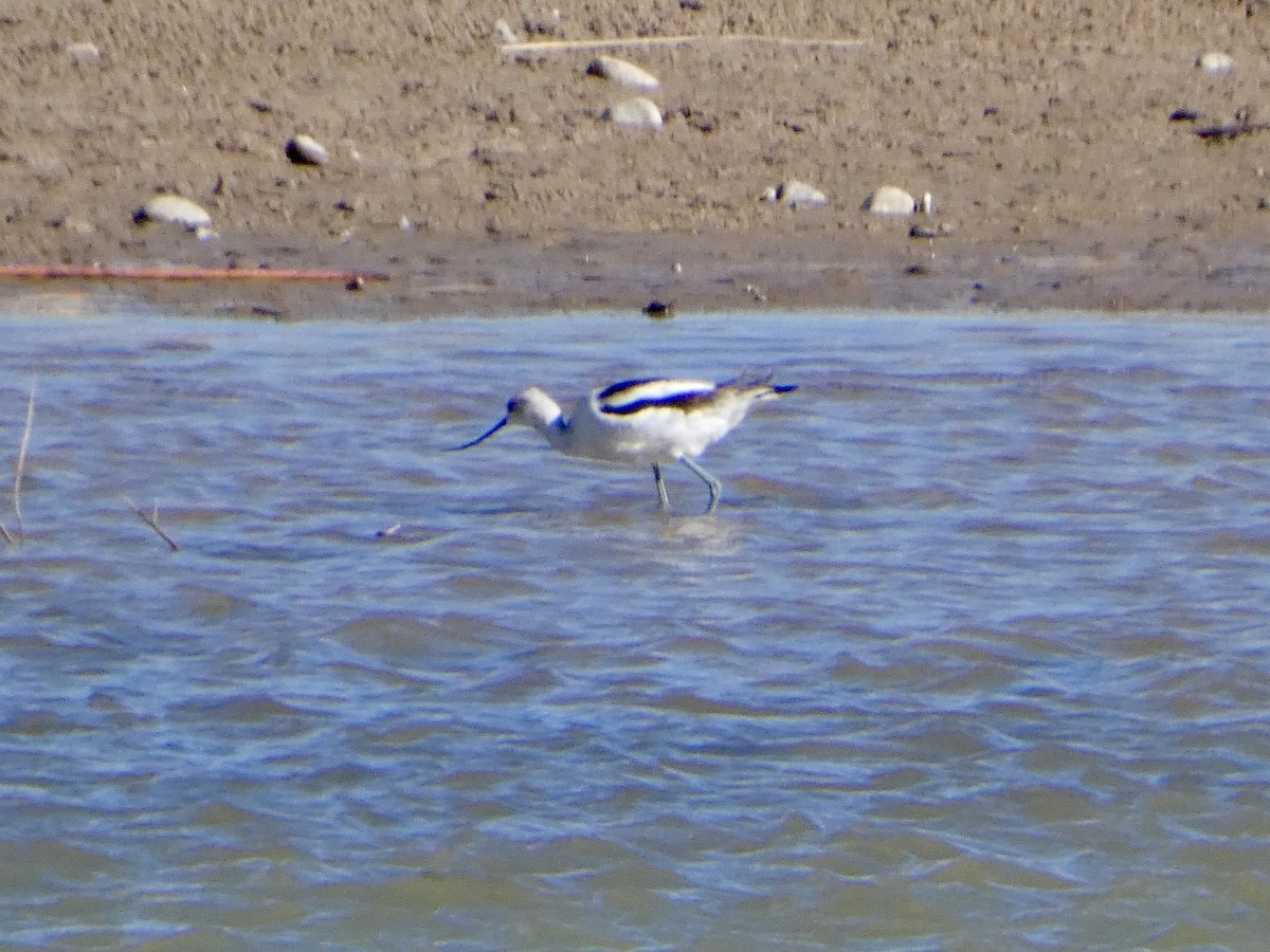 American Avocet - ML631470908