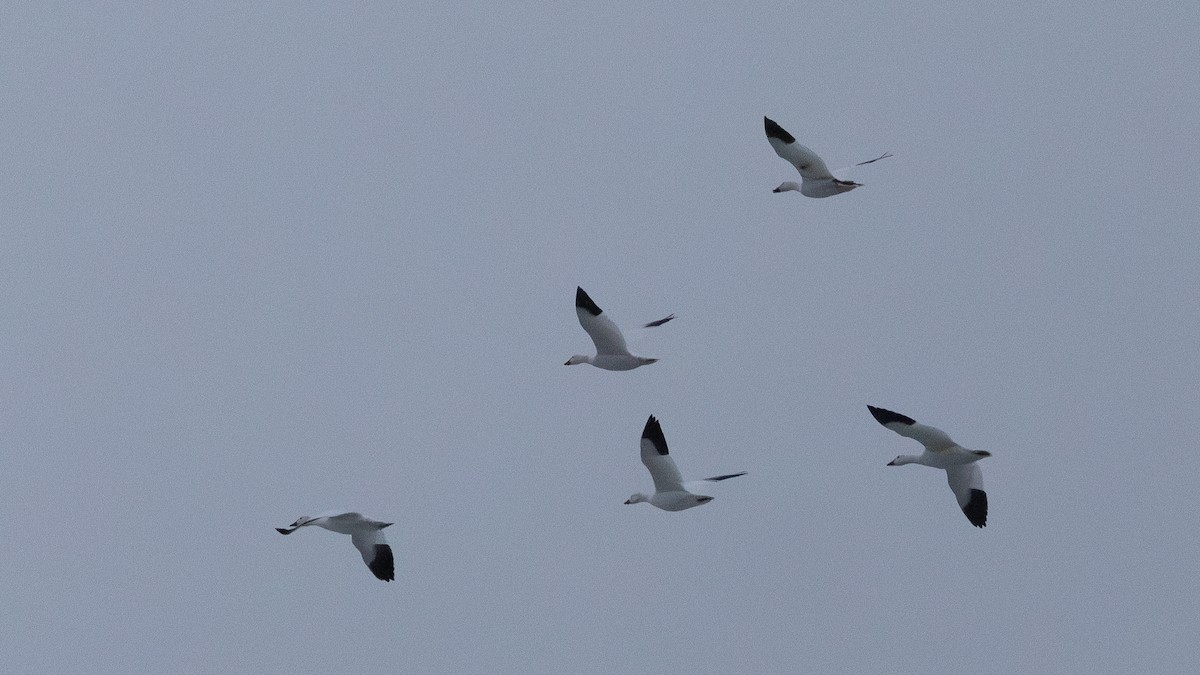 Snow Goose - ML631470913