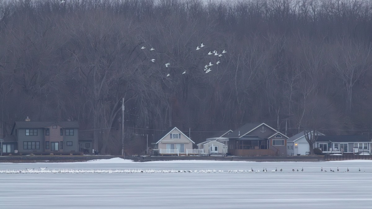 Snow Goose - ML631470914