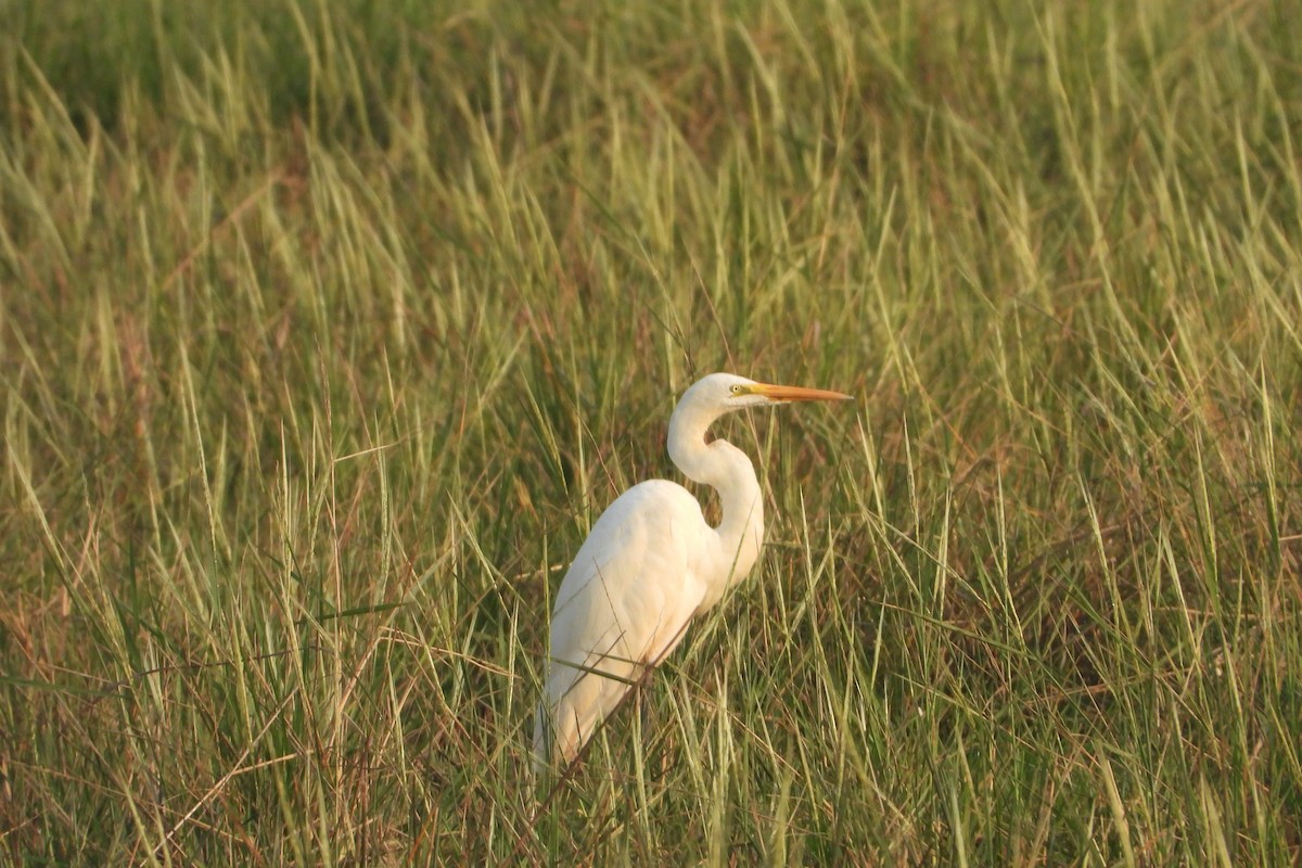 Great Egret - ML631470950