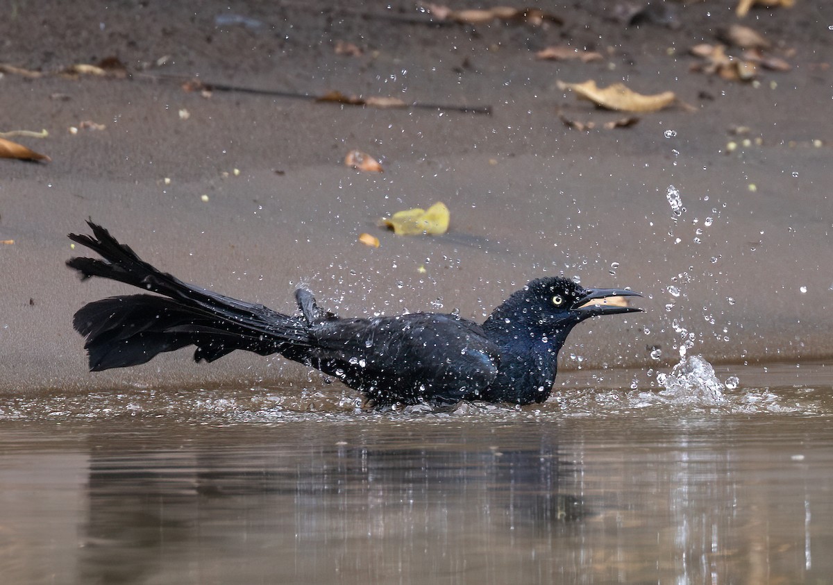 Great-tailed Grackle - ML631471007