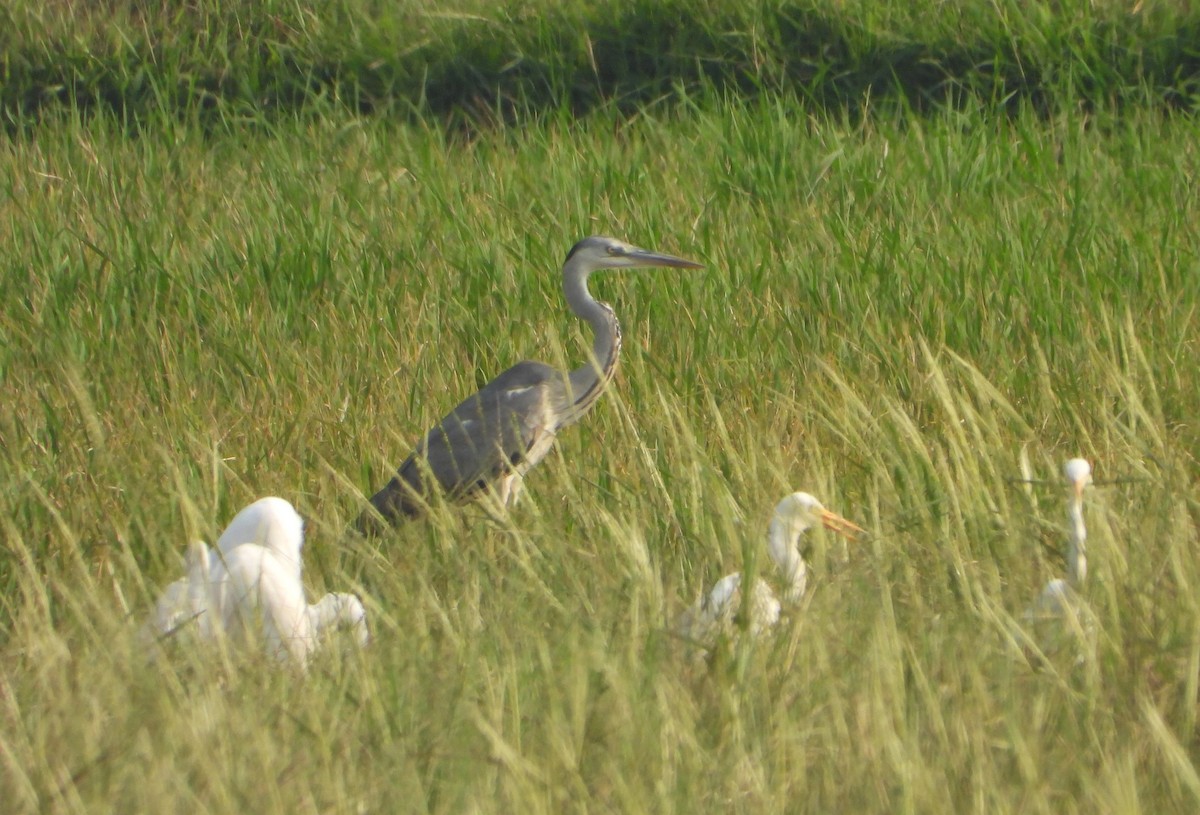 Gray Heron - ML631471018