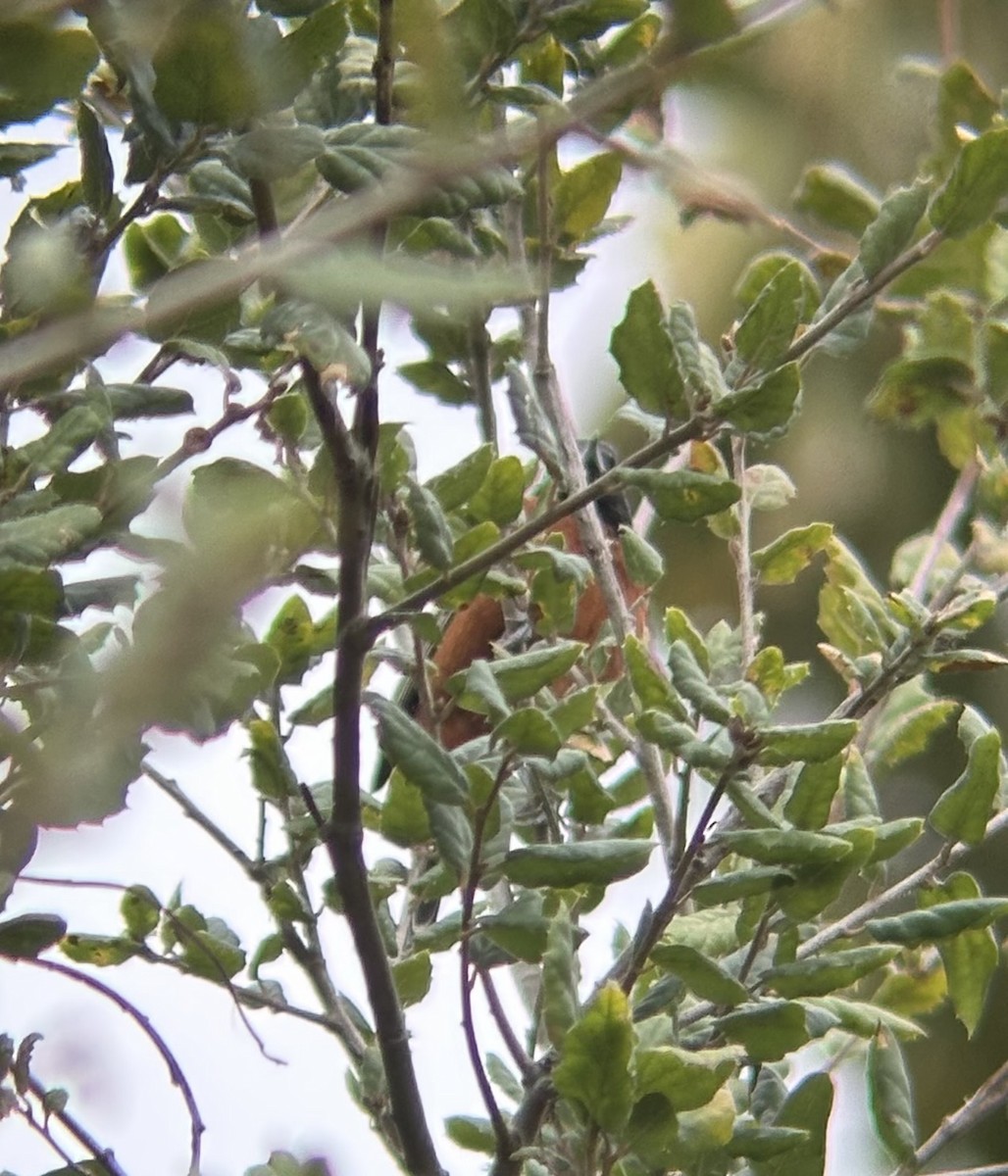 Orchard Oriole - ML631471126