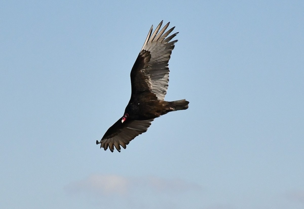 Turkey Vulture - ML631471134