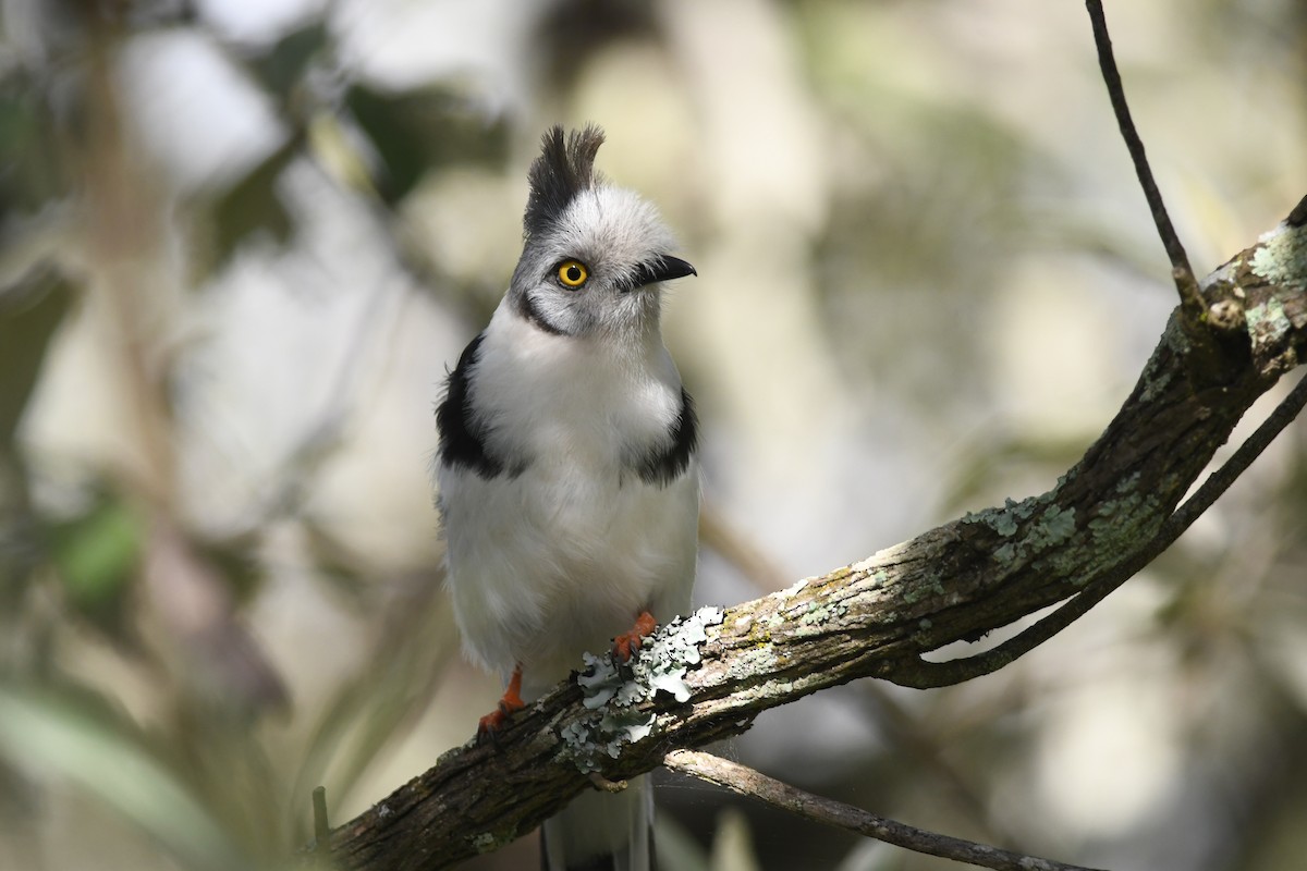 Gray-crested Helmetshrike - ML631471433