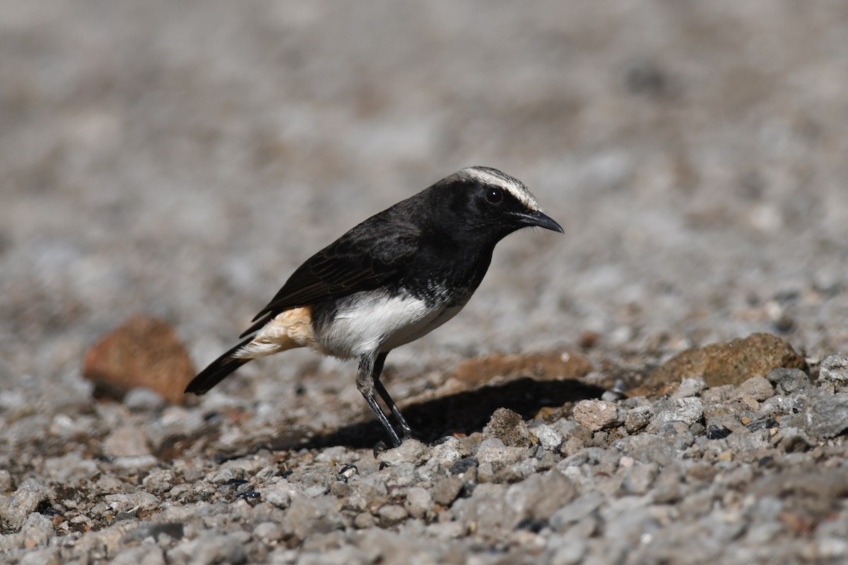 Abyssinian Wheatear - ML631471440