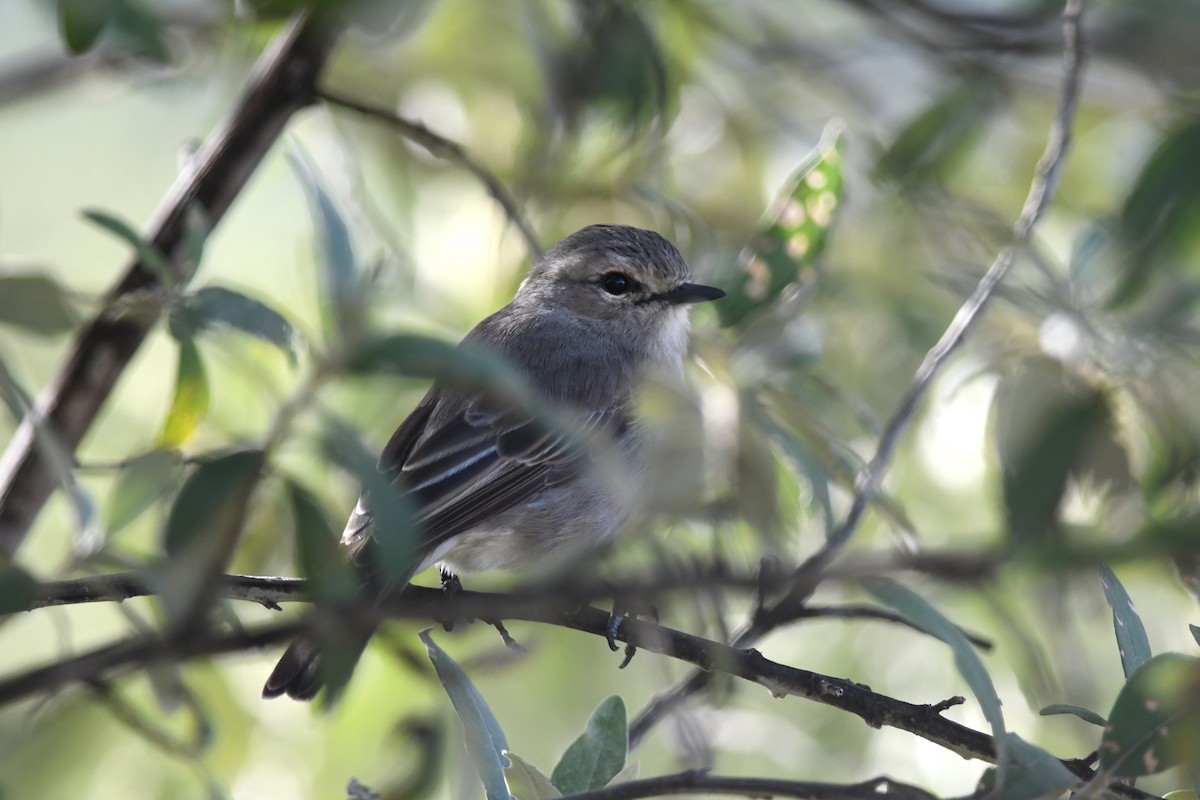 African Gray Flycatcher - ML631471445