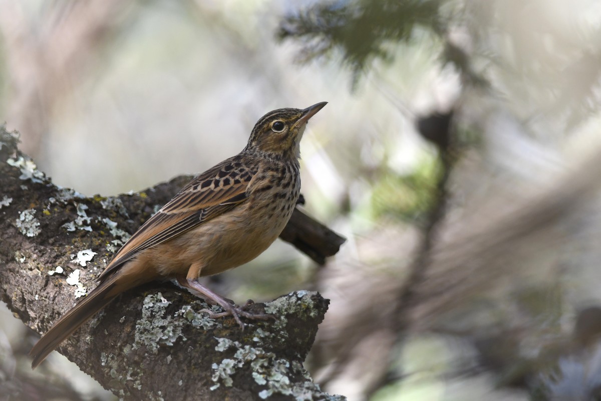 Long-billed Pipit - ML631471457