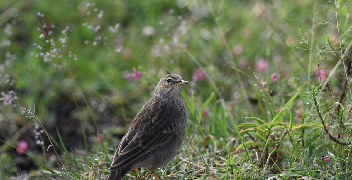 Long-billed Pipit - ML631471458