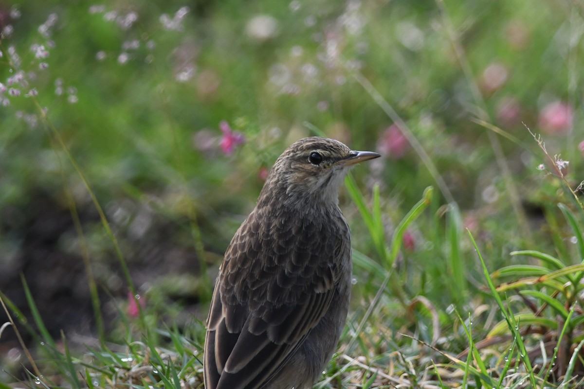 Long-billed Pipit - ML631471467