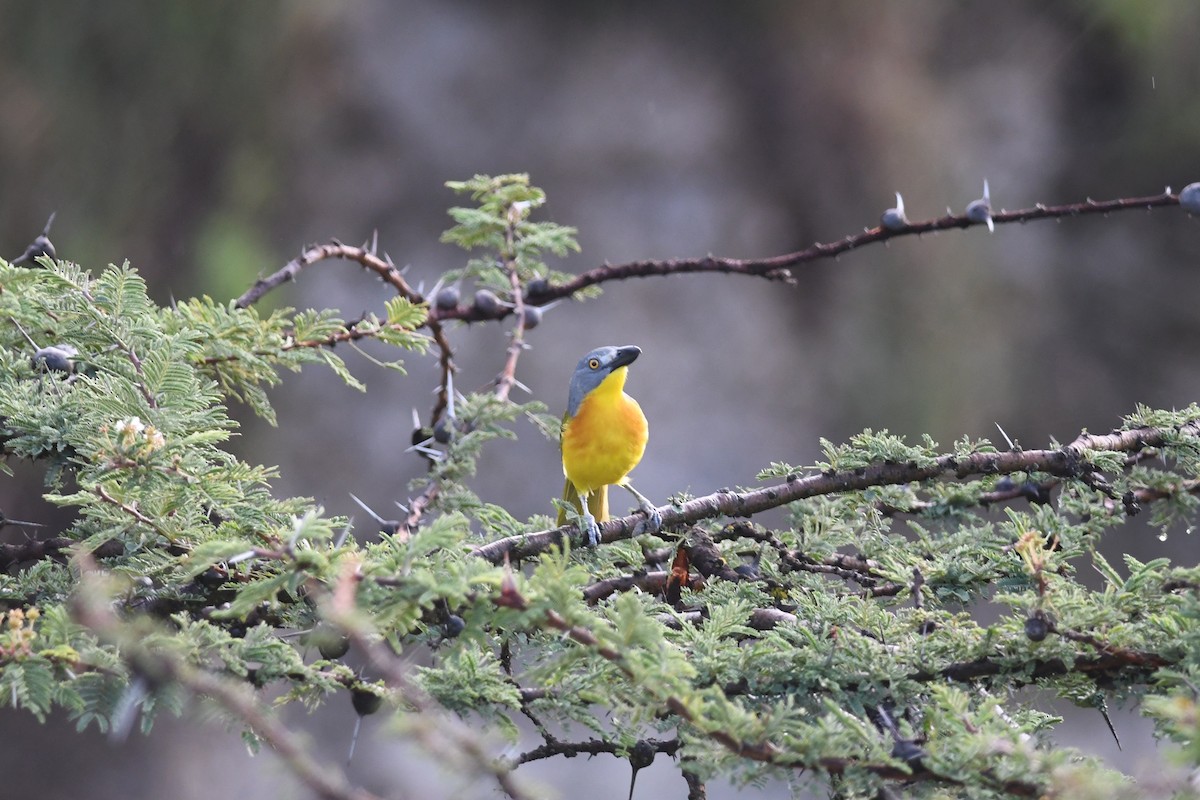 Gray-headed Bushshrike - ML631471489