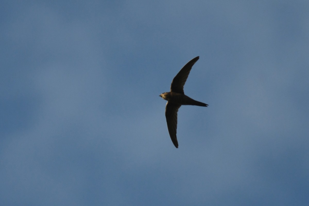 Nyanza Swift - ML631471517