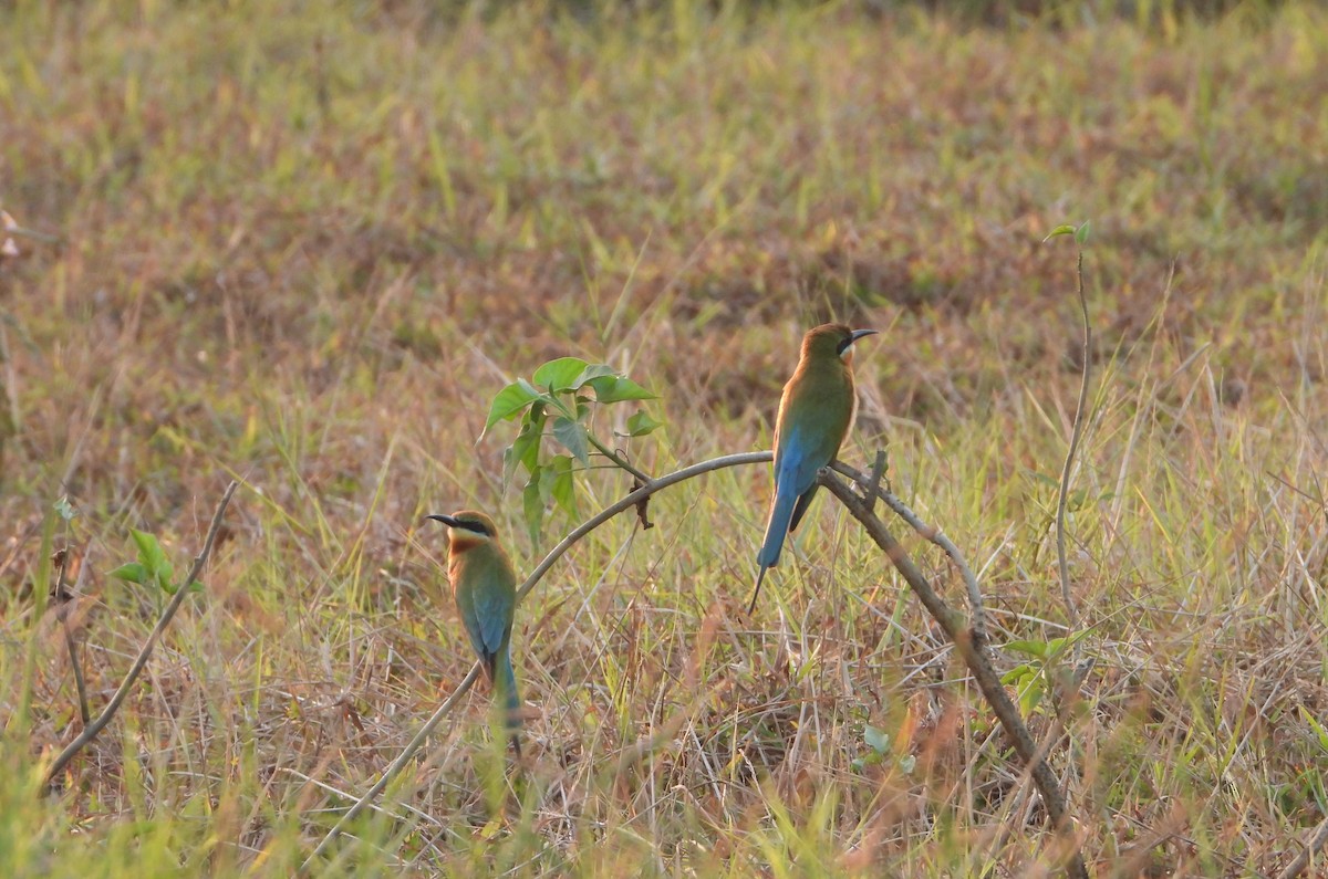 Blue-tailed Bee-eater - ML631471616