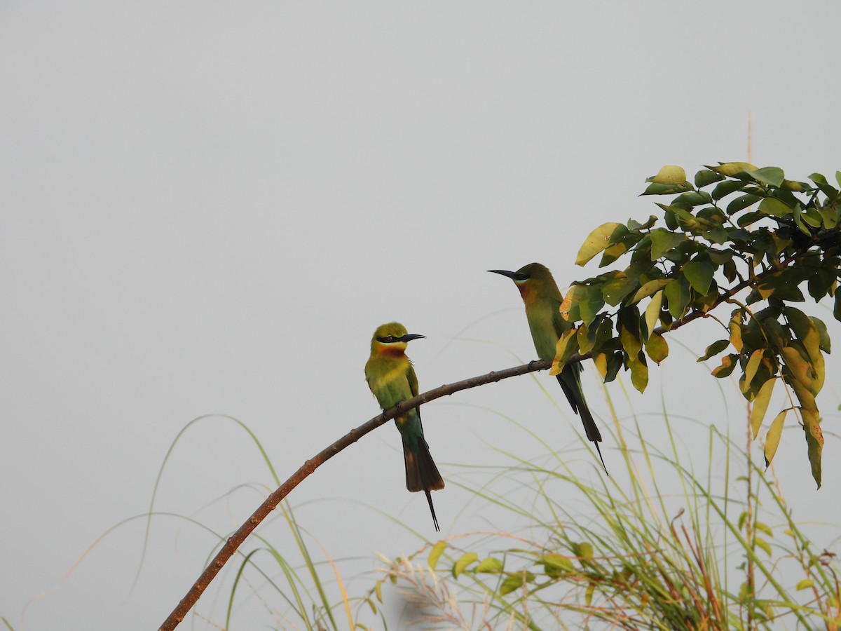 Blue-tailed Bee-eater - ML631471617