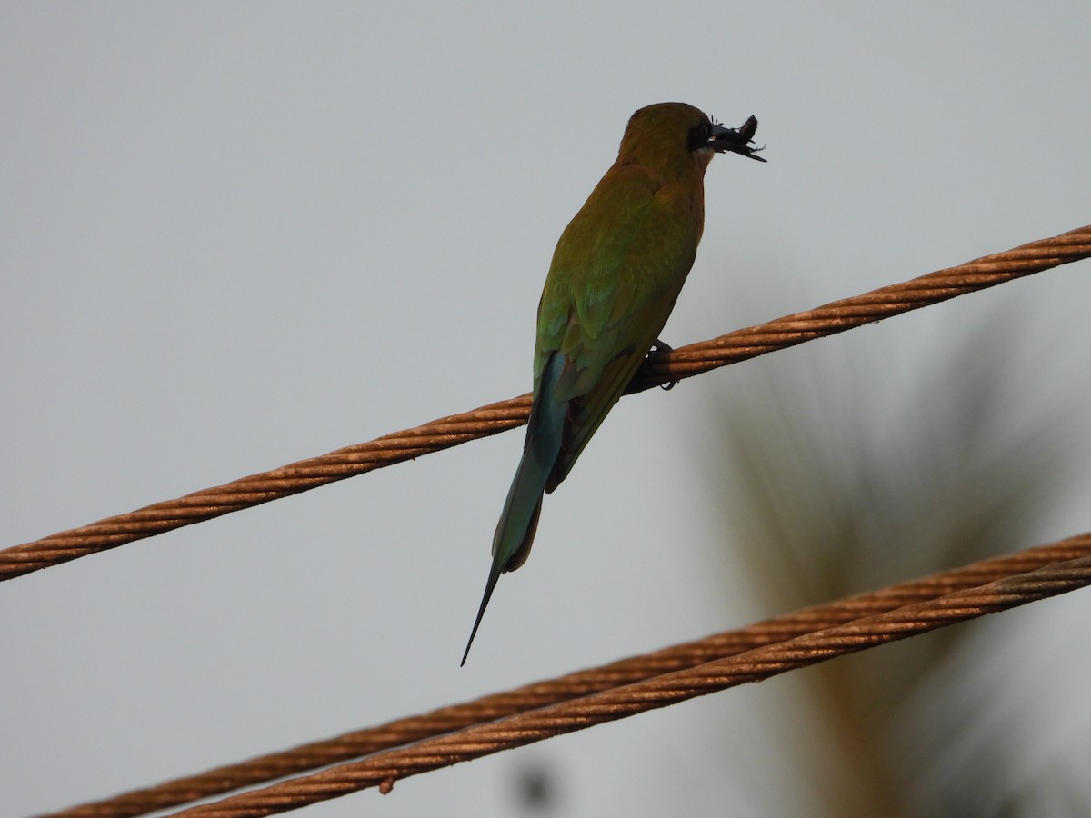 Blue-tailed Bee-eater - ML631471618